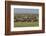 Large wildebeest herd during migration, Serengeti National Park, Tanzania, Africa-Adam Jones-Framed Photographic Print