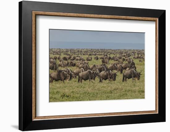 Large wildebeest herd during migration, Serengeti National Park, Tanzania, Africa-Adam Jones-Framed Photographic Print