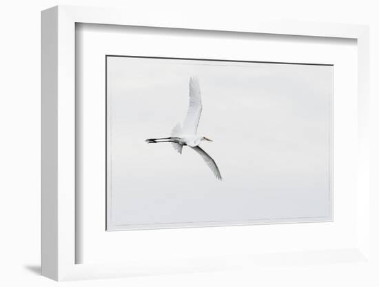 Large Wingspan of a Snowy Egret in Flight-Sheila Haddad-Framed Photographic Print