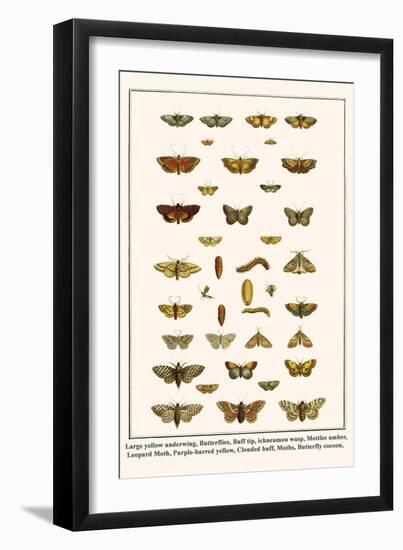 Large Yellow Underwing, Butterflies, Buff Tip, Ichneumon Wasp, Mottles Umber, Leopard Moth, etc.-Albertus Seba-Framed Art Print