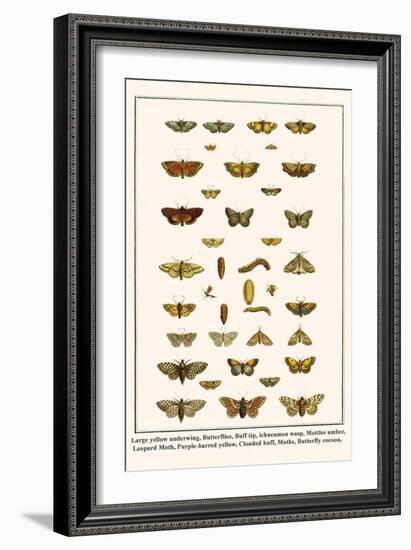 Large Yellow Underwing, Butterflies, Buff Tip, Ichneumon Wasp, Mottles Umber, Leopard Moth, etc.-Albertus Seba-Framed Art Print