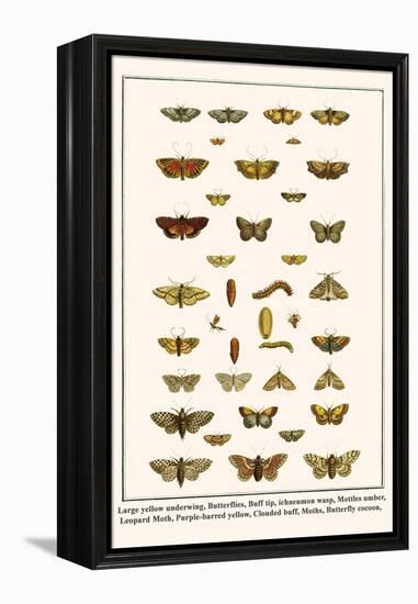 Large Yellow Underwing, Butterflies, Buff Tip, Ichneumon Wasp, Mottles Umber, Leopard Moth, etc.-Albertus Seba-Framed Stretched Canvas