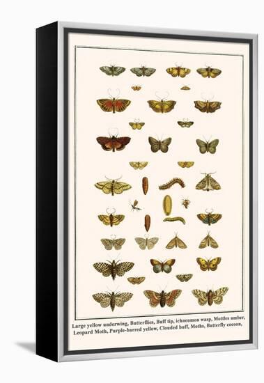 Large Yellow Underwing, Butterflies, Buff Tip, Ichneumon Wasp, Mottles Umber, Leopard Moth, etc.-Albertus Seba-Framed Stretched Canvas