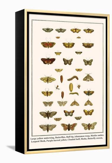 Large Yellow Underwing, Butterflies, Buff Tip, Ichneumon Wasp, Mottles Umber, Leopard Moth, etc.-Albertus Seba-Framed Stretched Canvas