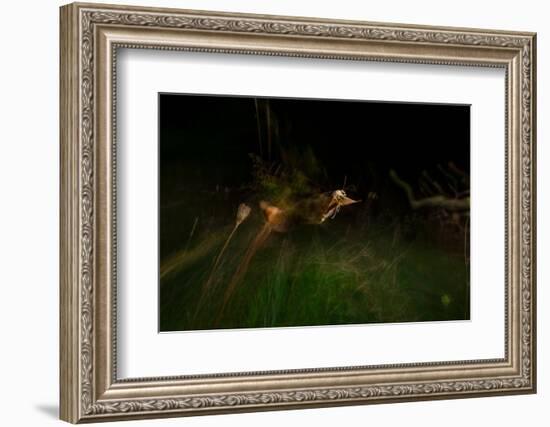 Large yellow underwing moth taking flight over meadow-Neil Aldridge-Framed Photographic Print