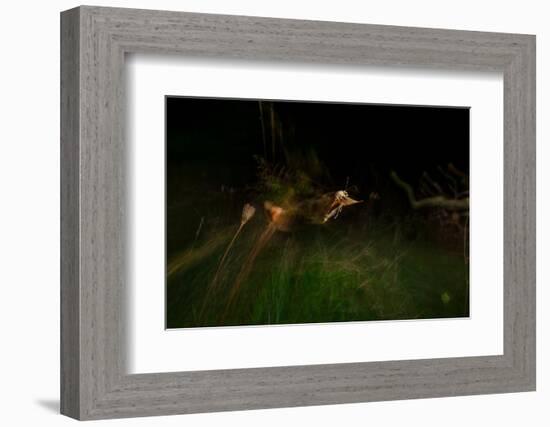 Large yellow underwing moth taking flight over meadow-Neil Aldridge-Framed Photographic Print