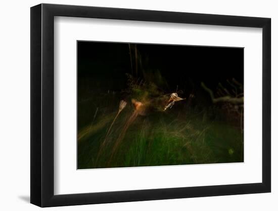 Large yellow underwing moth taking flight over meadow-Neil Aldridge-Framed Photographic Print