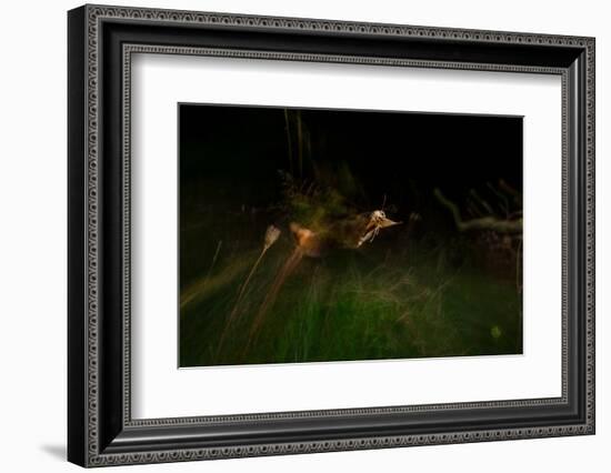 Large yellow underwing moth taking flight over meadow-Neil Aldridge-Framed Photographic Print