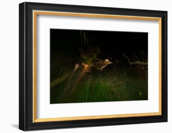 Large yellow underwing moth taking flight over meadow-Neil Aldridge-Framed Photographic Print