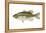 Largemouth Bass (Micropterus Salmoides), Fishes-Encyclopaedia Britannica-Framed Stretched Canvas