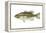 Largemouth Bass (Micropterus Salmoides), Fishes-Encyclopaedia Britannica-Framed Stretched Canvas