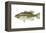 Largemouth Bass (Micropterus Salmoides), Fishes-Encyclopaedia Britannica-Framed Stretched Canvas