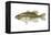 Largemouth Bass (Micropterus Salmoides), Fishes-Encyclopaedia Britannica-Framed Stretched Canvas