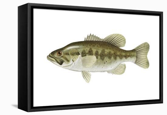 Largemouth Bass (Micropterus Salmoides), Fishes-Encyclopaedia Britannica-Framed Stretched Canvas