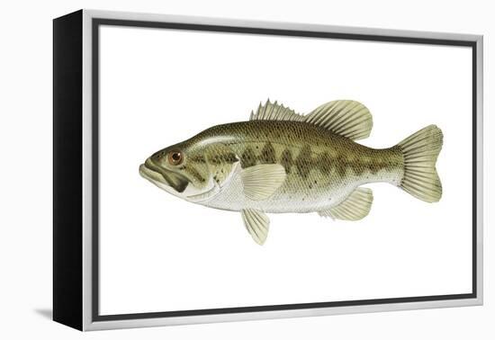 Largemouth Bass (Micropterus Salmoides), Fishes-Encyclopaedia Britannica-Framed Stretched Canvas