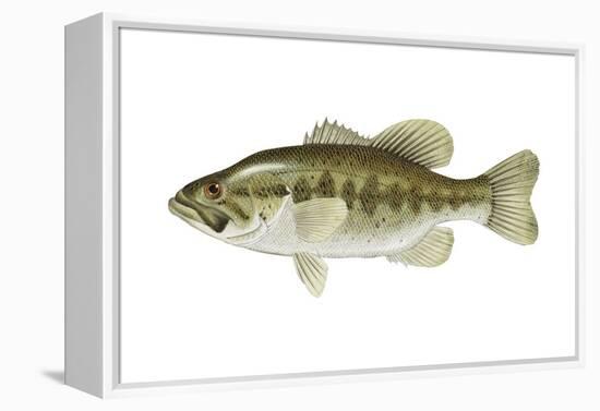 Largemouth Bass (Micropterus Salmoides), Fishes-Encyclopaedia Britannica-Framed Stretched Canvas