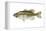 Largemouth Bass (Micropterus Salmoides), Fishes-Encyclopaedia Britannica-Framed Stretched Canvas