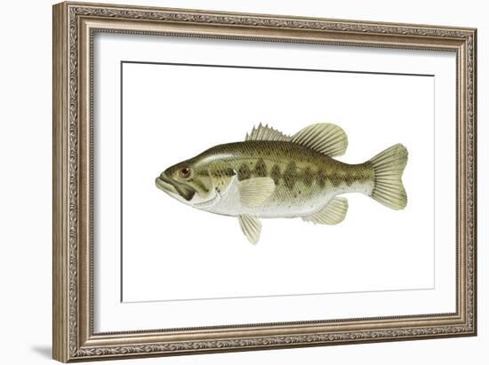 Largemouth Bass (Micropterus Salmoides), Fishes-Encyclopaedia Britannica-Framed Art Print