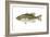 Largemouth Bass (Micropterus Salmoides), Fishes-Encyclopaedia Britannica-Framed Art Print