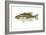 Largemouth Bass (Micropterus Salmoides), Fishes-Encyclopaedia Britannica-Framed Art Print