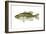 Largemouth Bass (Micropterus Salmoides), Fishes-Encyclopaedia Britannica-Framed Art Print