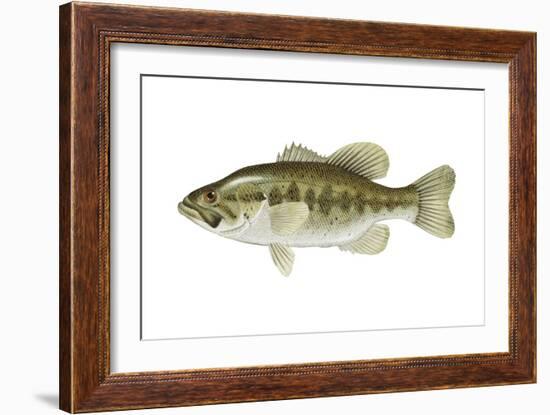 Largemouth Bass (Micropterus Salmoides), Fishes-Encyclopaedia Britannica-Framed Art Print