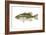 Largemouth Bass (Micropterus Salmoides), Fishes-Encyclopaedia Britannica-Framed Art Print