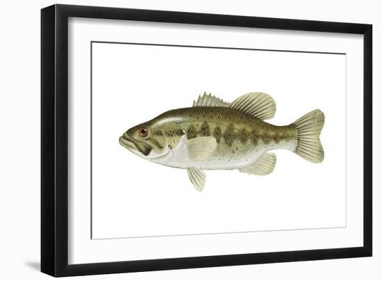 Largemouth Bass (Micropterus Salmoides), Fishes-Encyclopaedia Britannica-Framed Art Print