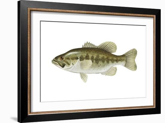 Largemouth Bass (Micropterus Salmoides), Fishes-Encyclopaedia Britannica-Framed Art Print