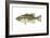 Largemouth Bass (Micropterus Salmoides), Fishes-Encyclopaedia Britannica-Framed Art Print