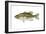 Largemouth Bass (Micropterus Salmoides), Fishes-Encyclopaedia Britannica-Framed Art Print