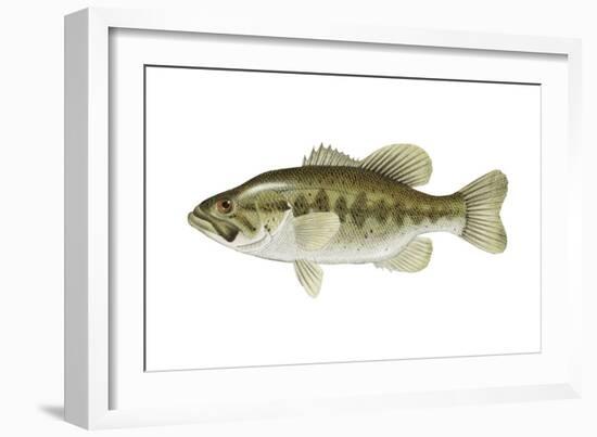 Largemouth Bass (Micropterus Salmoides), Fishes-Encyclopaedia Britannica-Framed Art Print