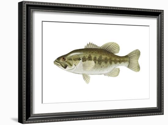 Largemouth Bass (Micropterus Salmoides), Fishes-Encyclopaedia Britannica-Framed Art Print