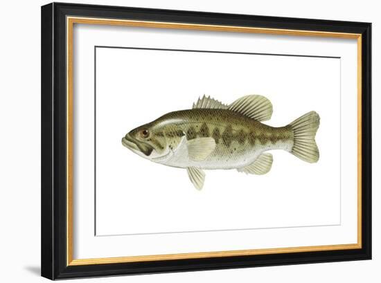 Largemouth Bass (Micropterus Salmoides), Fishes-Encyclopaedia Britannica-Framed Art Print