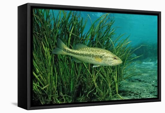 Largemouth Bass, Micropterus Salmoides, Usa, Florida, FL-Reinhard Dirscherl-Framed Premier Image Canvas