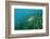 Largemouth Bass, Micropterus Salmoides, Usa, Florida, FL-Reinhard Dirscherl-Framed Photographic Print