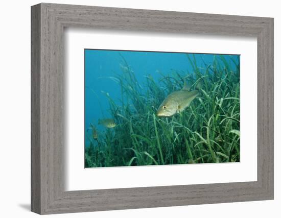 Largemouth Bass, Micropterus Salmoides, Usa, Florida, FL-Reinhard Dirscherl-Framed Photographic Print