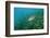 Largemouth Bass, Micropterus Salmoides, Usa, Florida, FL-Reinhard Dirscherl-Framed Photographic Print