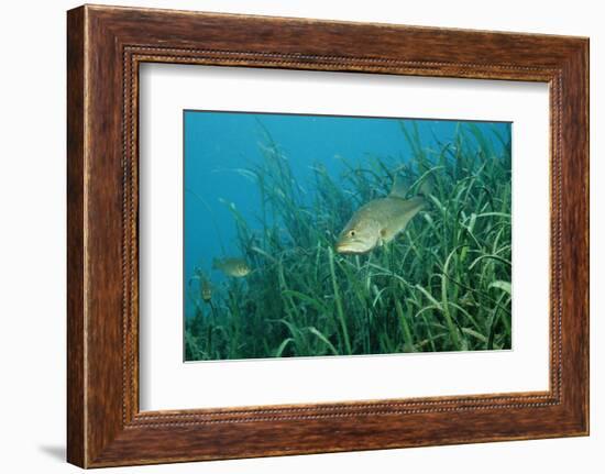 Largemouth Bass, Micropterus Salmoides, Usa, Florida, FL-Reinhard Dirscherl-Framed Photographic Print