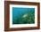 Largemouth Bass, Micropterus Salmoides, Usa, Florida, FL-Reinhard Dirscherl-Framed Photographic Print