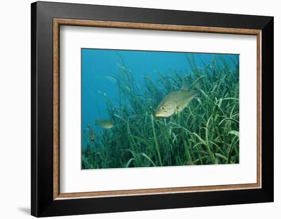 Largemouth Bass, Micropterus Salmoides, Usa, Florida, FL-Reinhard Dirscherl-Framed Photographic Print