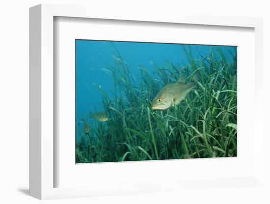 Largemouth Bass, Micropterus Salmoides, Usa, Florida, FL-Reinhard Dirscherl-Framed Photographic Print