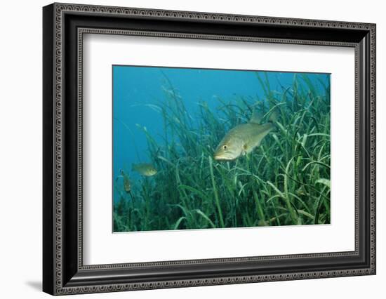 Largemouth Bass, Micropterus Salmoides, Usa, Florida, FL-Reinhard Dirscherl-Framed Photographic Print