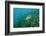 Largemouth Bass, Micropterus Salmoides, Usa, Florida, FL-Reinhard Dirscherl-Framed Photographic Print