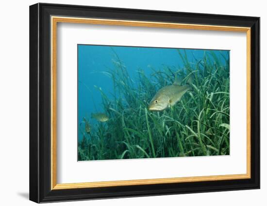 Largemouth Bass, Micropterus Salmoides, Usa, Florida, FL-Reinhard Dirscherl-Framed Photographic Print