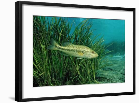 Largemouth Bass, Micropterus Salmoides, Usa, Florida, FL-Reinhard Dirscherl-Framed Photographic Print