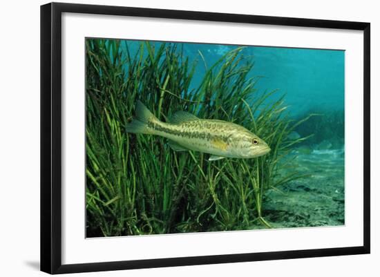 Largemouth Bass, Micropterus Salmoides, Usa, Florida, FL-Reinhard Dirscherl-Framed Photographic Print