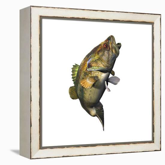 Largemouth Bass-null-Framed Stretched Canvas