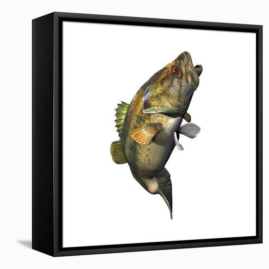 Largemouth Bass-null-Framed Stretched Canvas