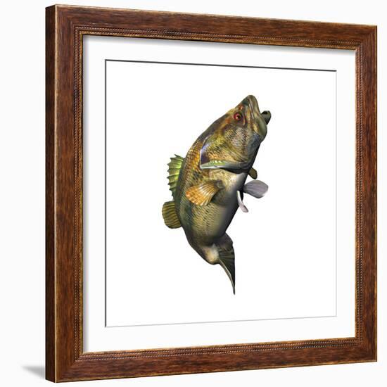 Largemouth Bass-null-Framed Premium Giclee Print